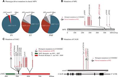 Frontiers Case Report Application Of Targeted Ngs For The Detection